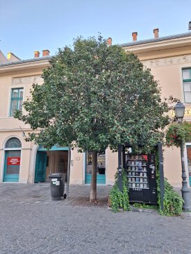 Székesfehérvár, Fő utca - Sorbus decipientiformis 'Vállus'