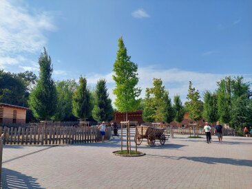 Veszprémi Állatkert - Ulmus p. 'Hajdú'®, Platanus acerifolia és Corylus colurna