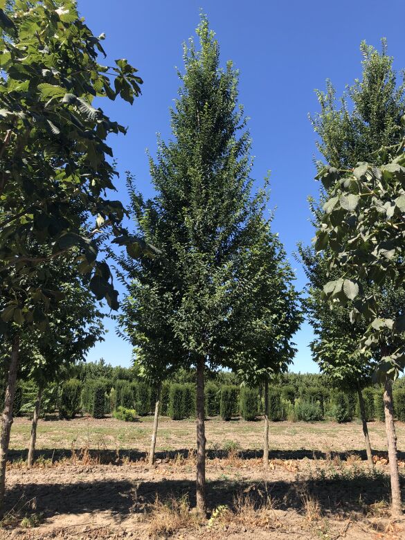 ULMUS PUMILA 'HAJDÚ'® - 'HAJDÚ SZIL'