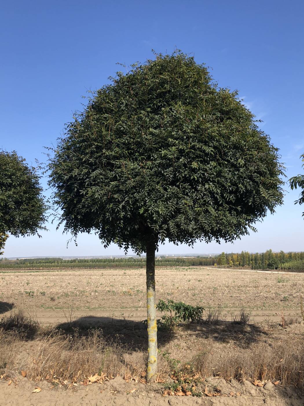 FRAXINUS ANGUSTIFOLIA 'MUDI'® - 'MUDI' MAGYAR KŐRIS