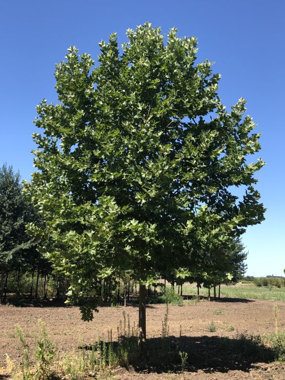 PLATANUS ACERIFOLIA 'SMARAGD'® - SMARAGD PLATÁN