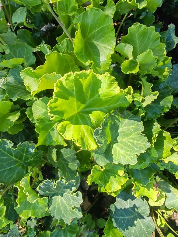 HEDERA HELIX 'BODOR'