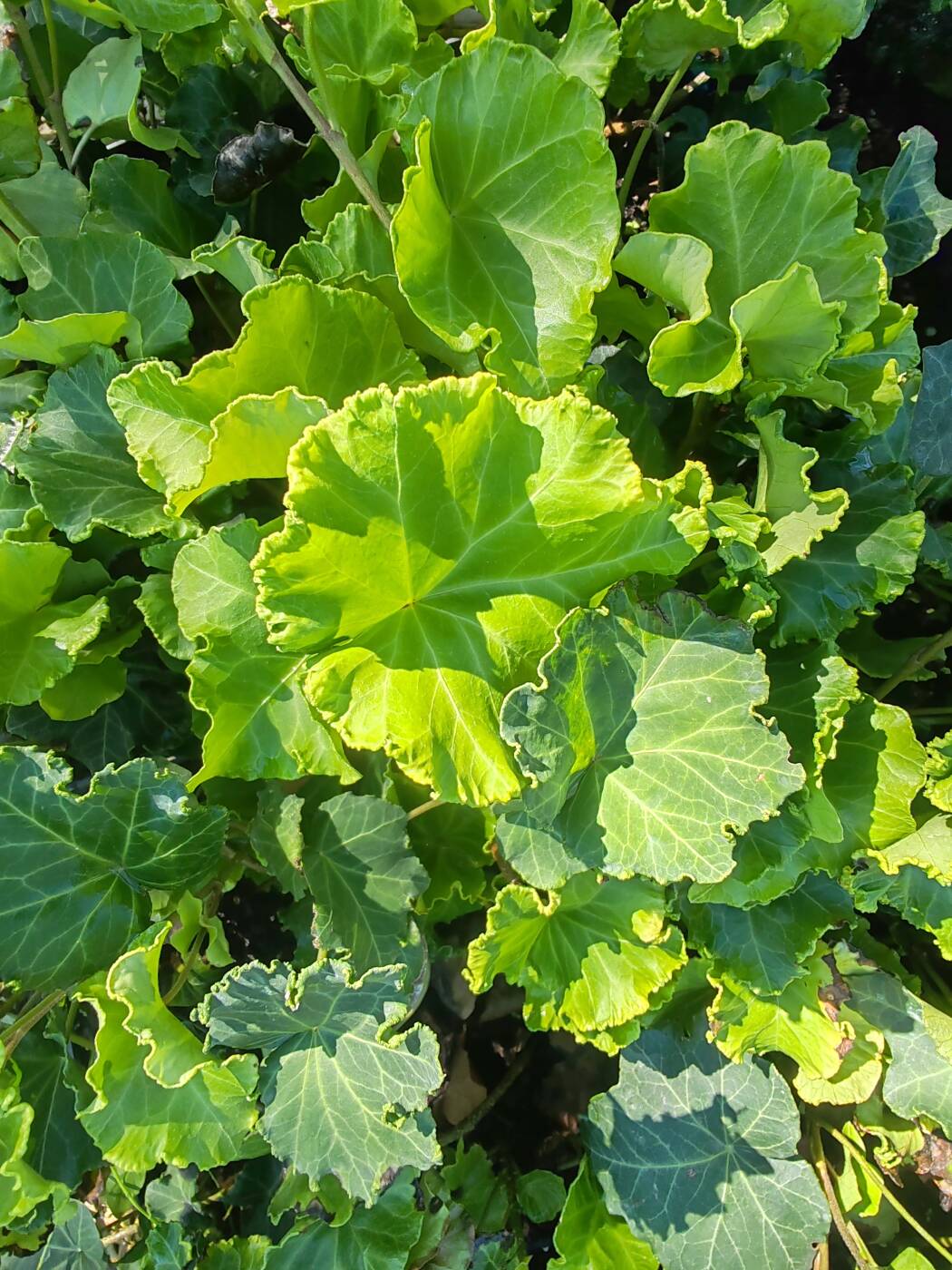 HEDERA HELIX 'BODOR'