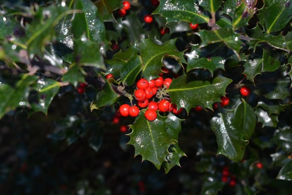 ILEX - Magyal