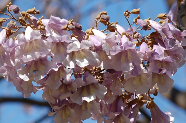 PAULOWNIA - Császárfa