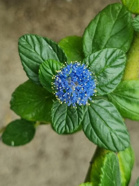 CEANOTHUS - Táskavirág