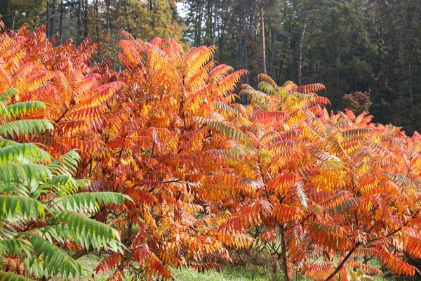 RHUS - Ecetfa