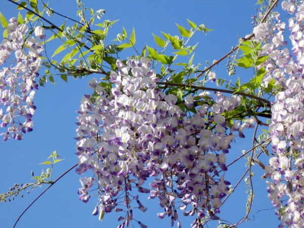 WISTERIA - Lilaakác