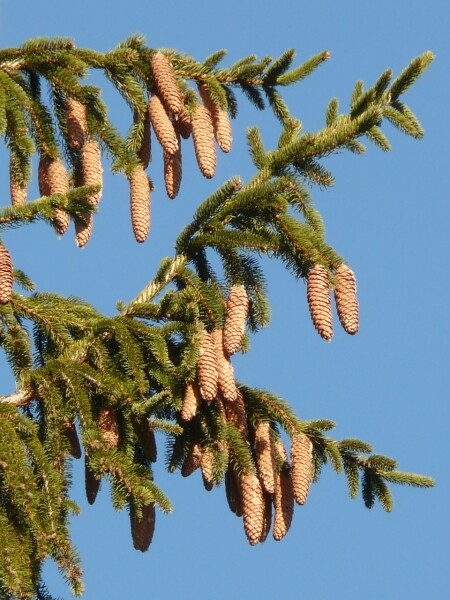 PICEA - Lucfenyő