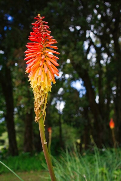 KNIPHOPHIA - Fáklyaliliom