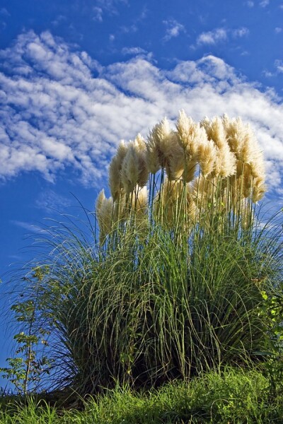 CORTADERIA - Pampafű